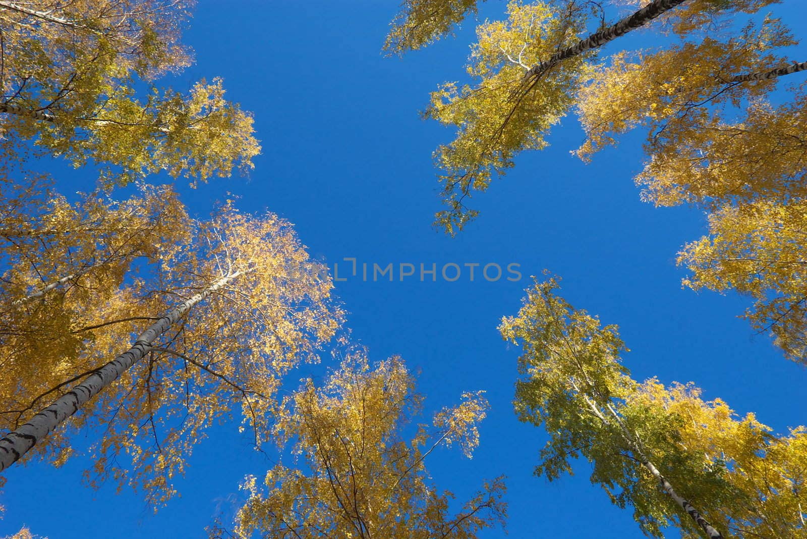 photo of the yellow foliage in autumn wood