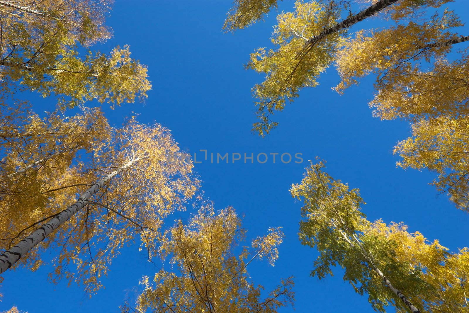 photo of the yellow foliage in autumn wood