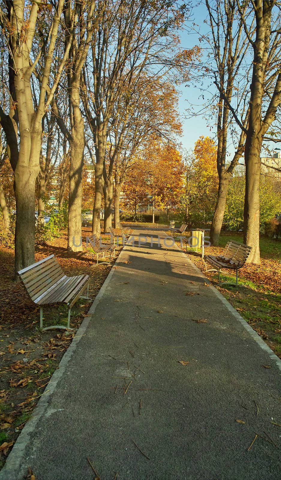 Picnic in the park, outing in the wood