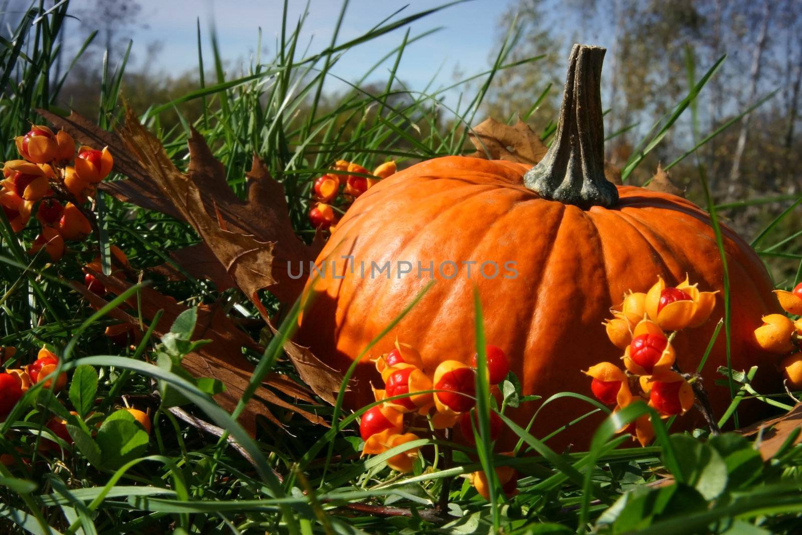 Pumpkins in the grass among fallen leaves