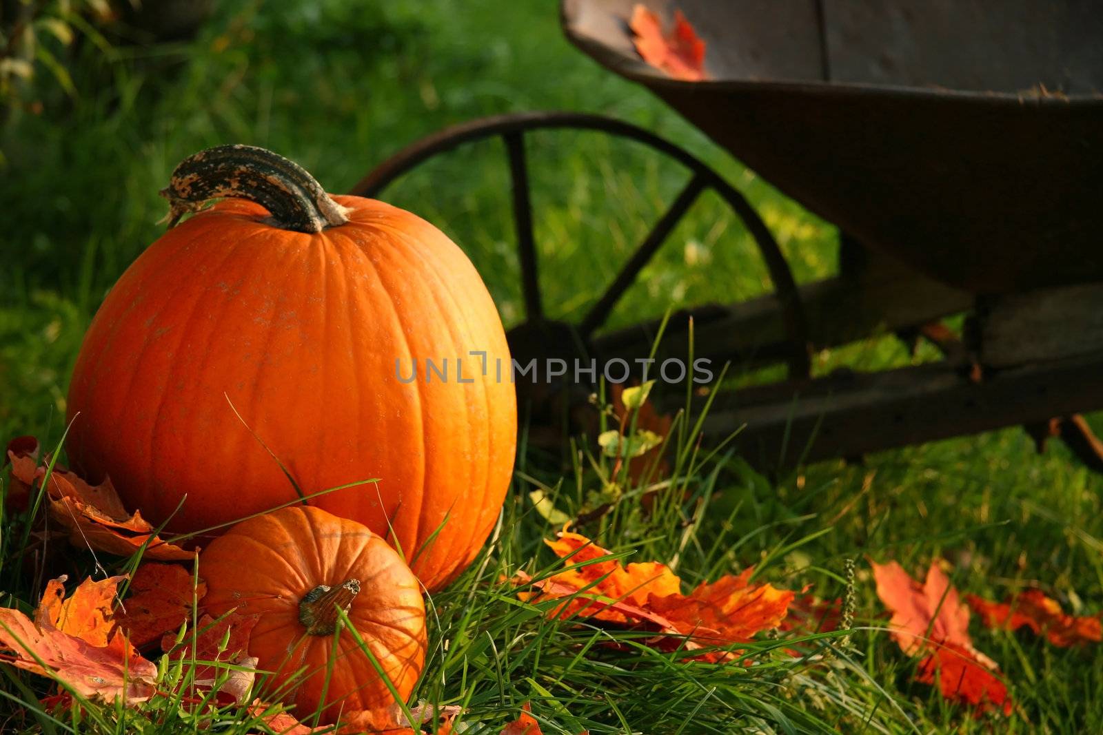 Pumpkins in the grass  with leaves by Sandralise