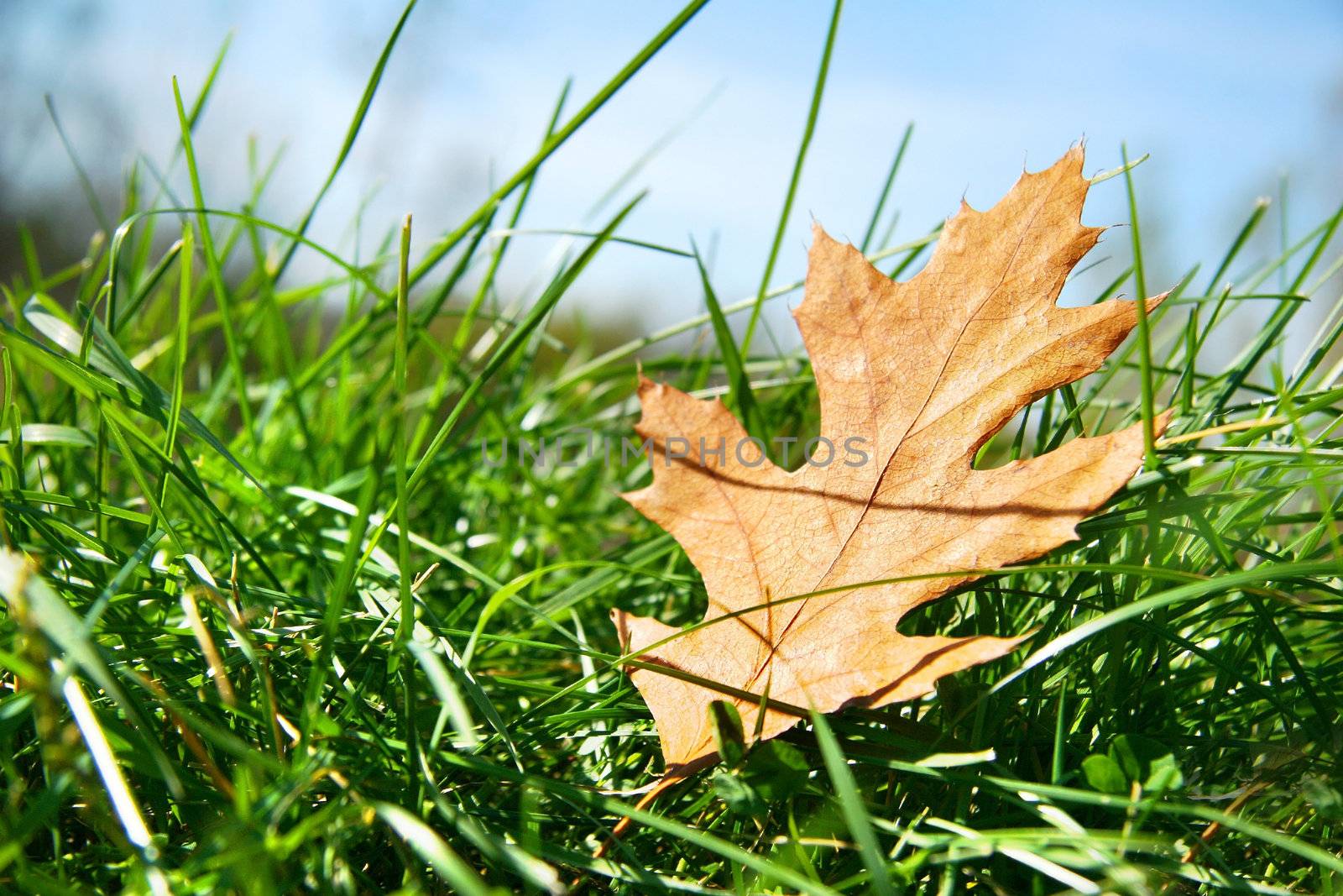 Oak leaf in the grass