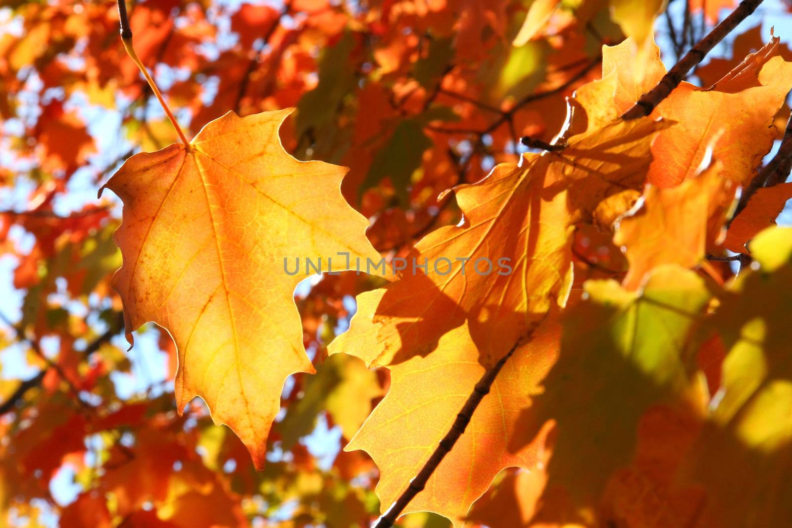 Orange autumn leaves  by Sandralise