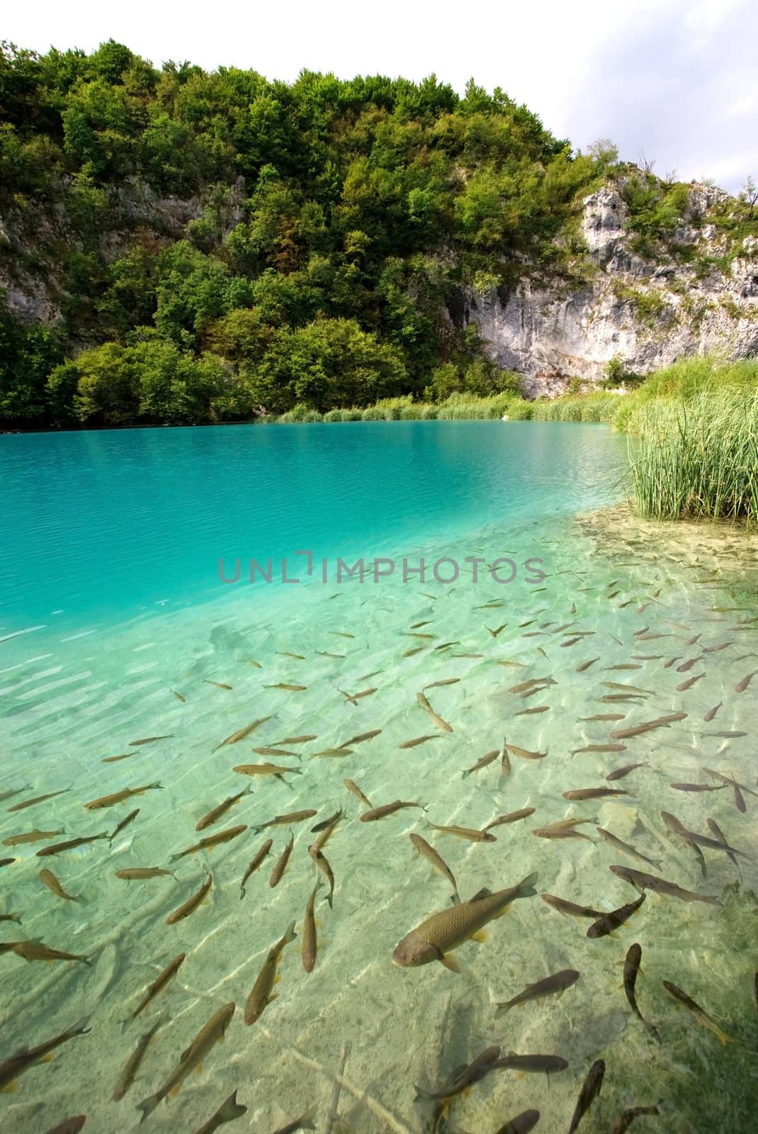 Lake full of fishes in Plitvice Lakes National Park