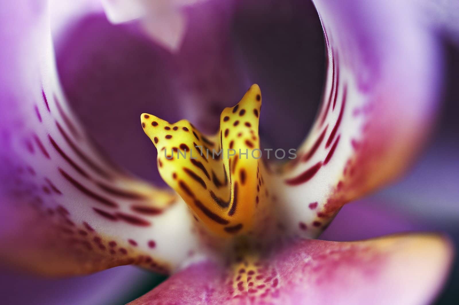 Closeup of the orchid flower