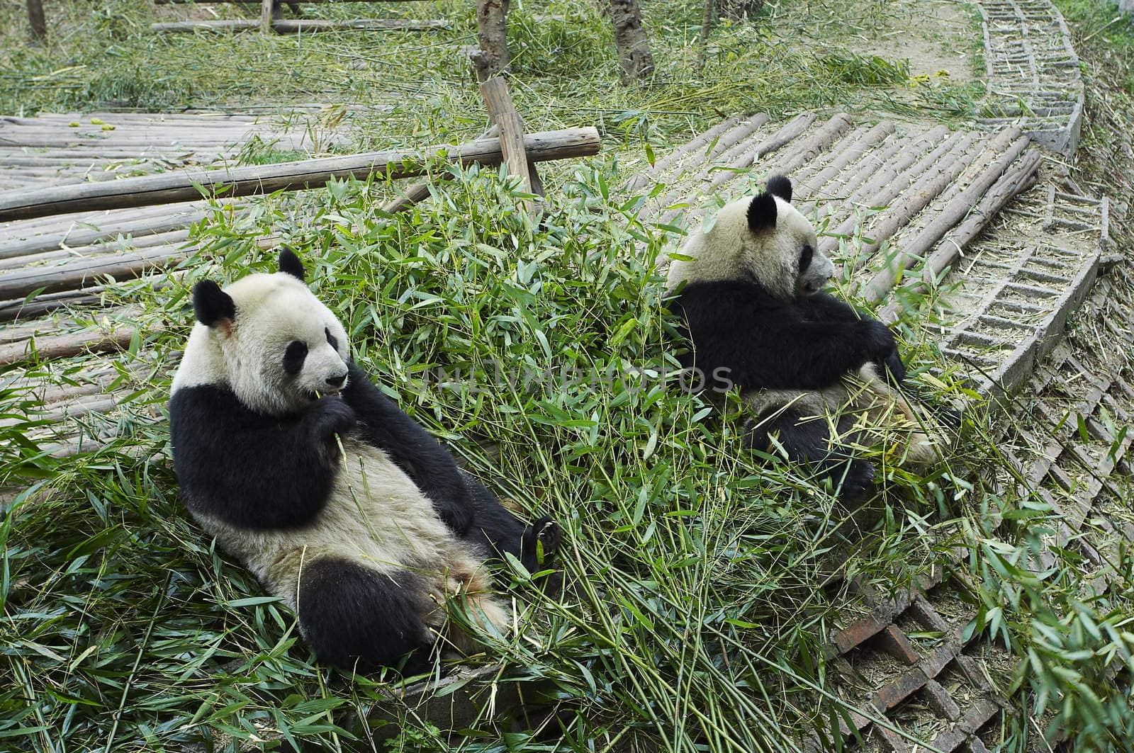 The giant panda bears eating fresh bamboo