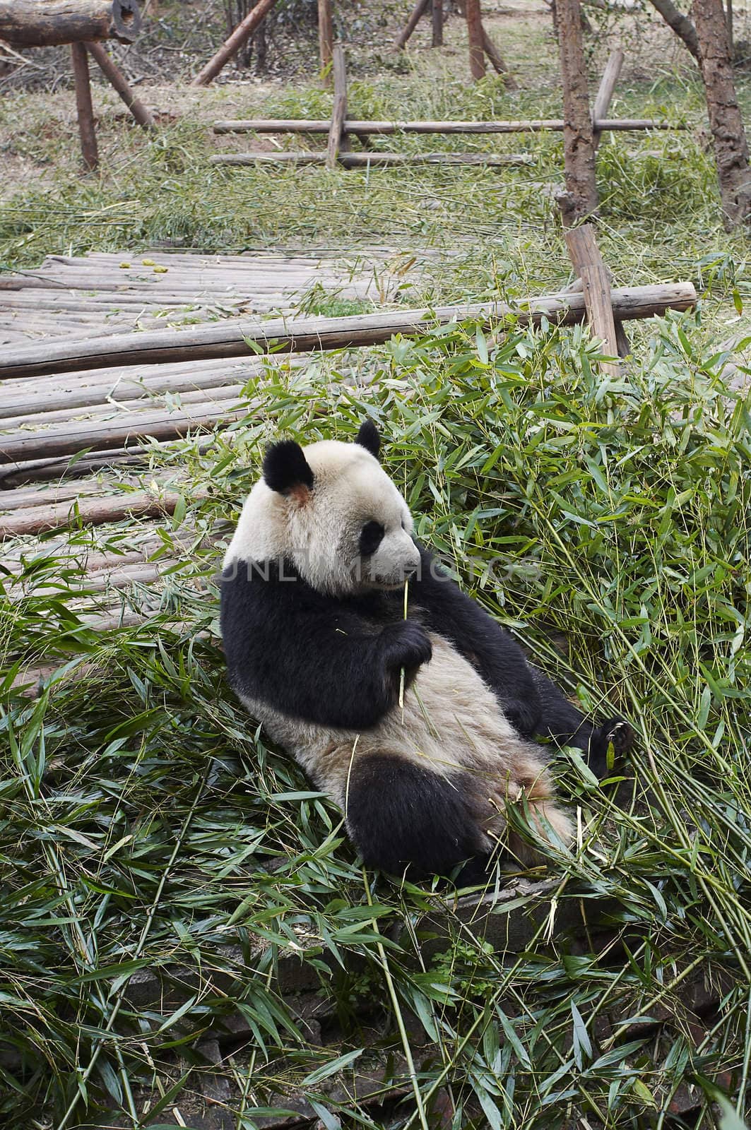 The giant panda bears eating fresh bamboo