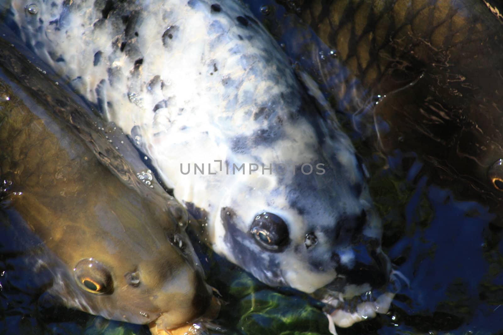 Asian Koi Swimming around in Zoo Pond