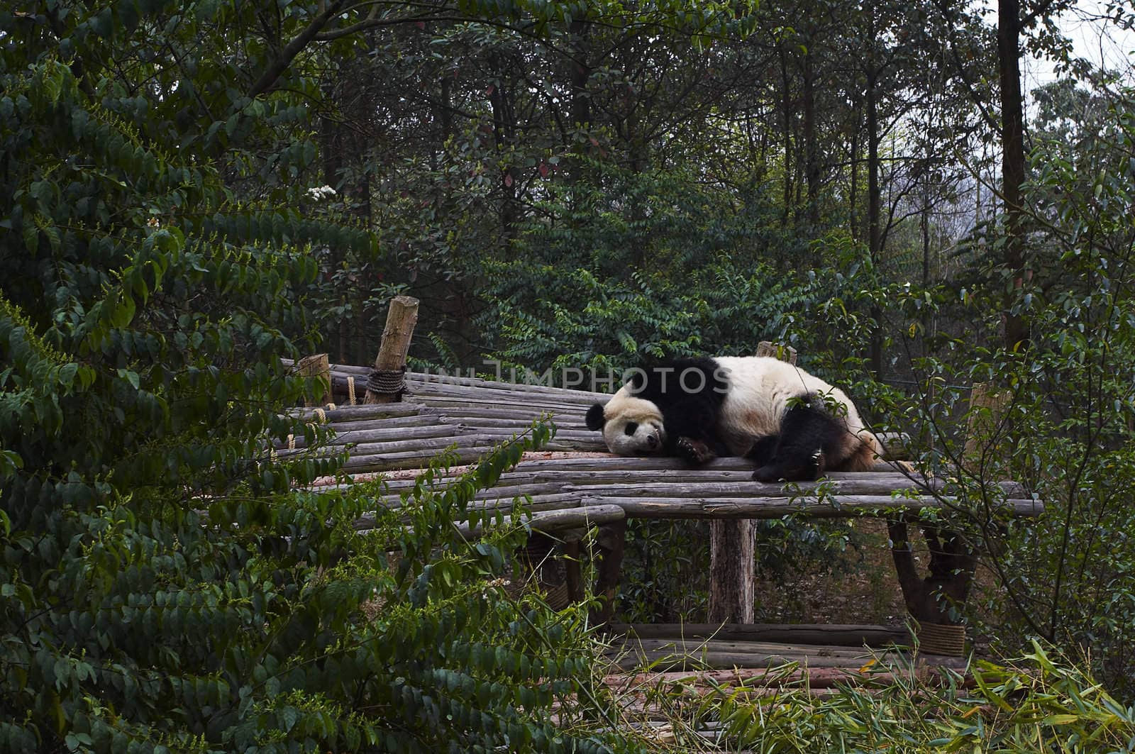 The giant panda bear sleeping on the forest