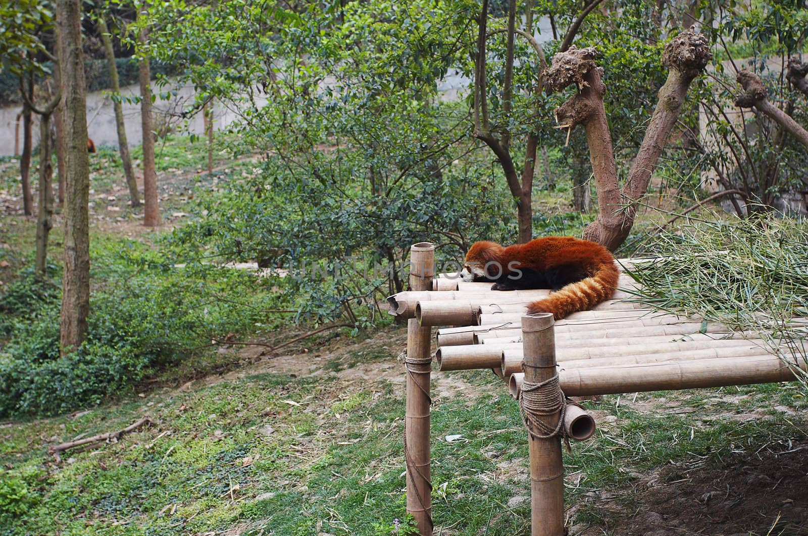 Red panda bear relaxing on the bamboo board