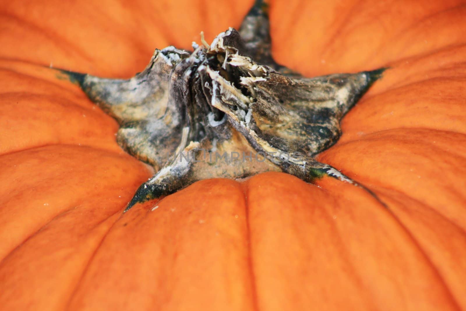 Stem and top of pumkin