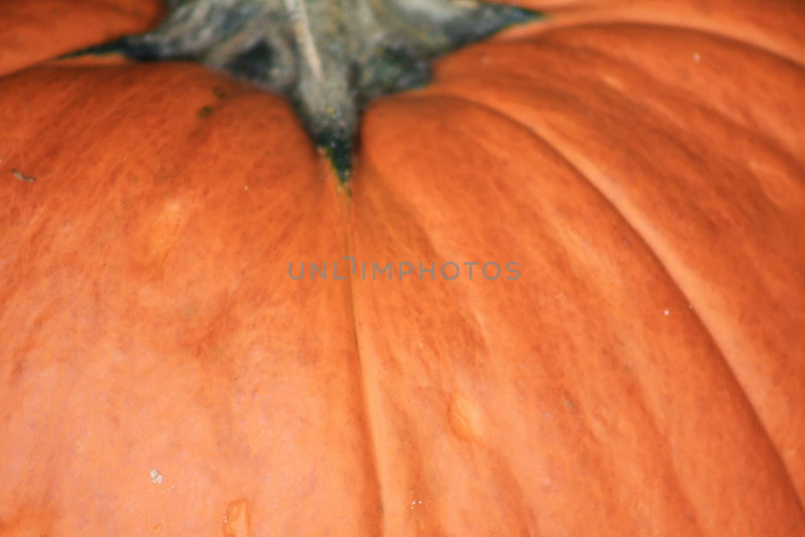 Stem and top of pumkin