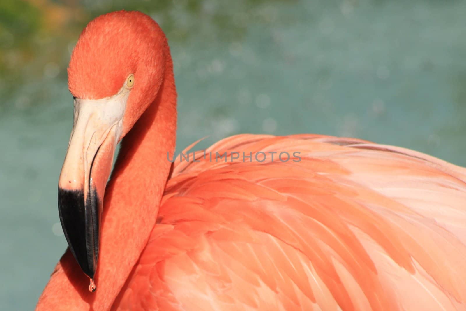 Upper body of flamingo with water dripping from the beak