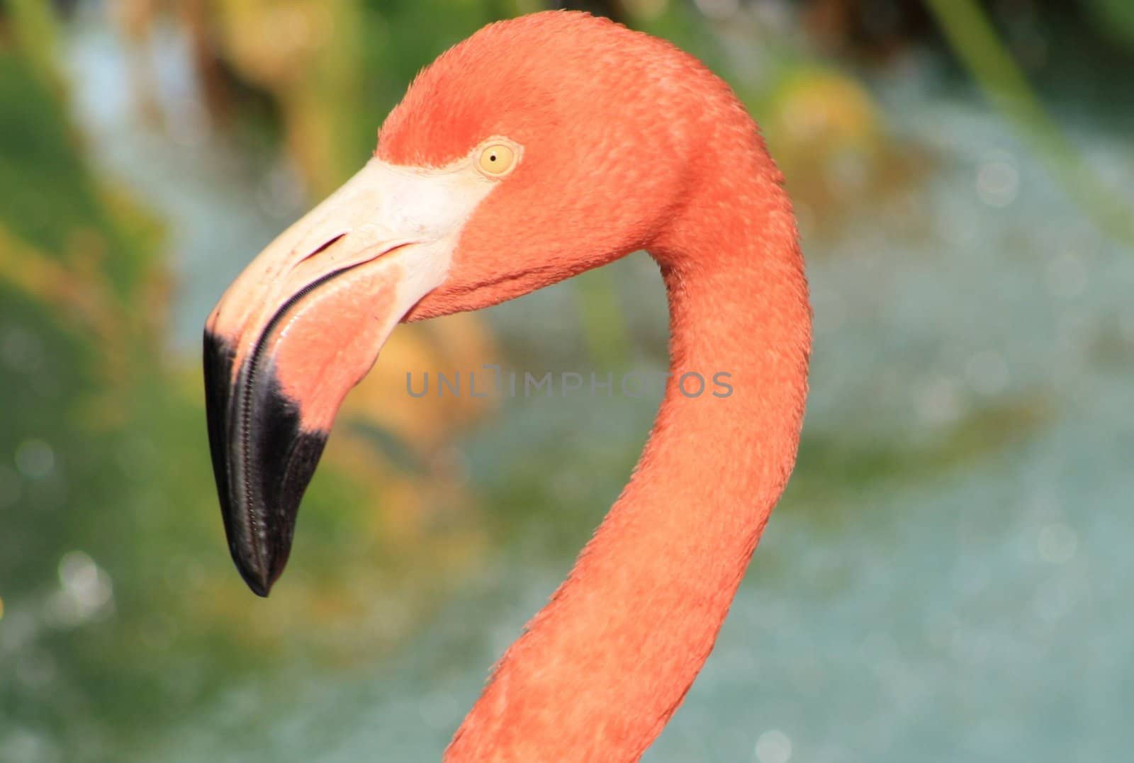 Flamingo facing left