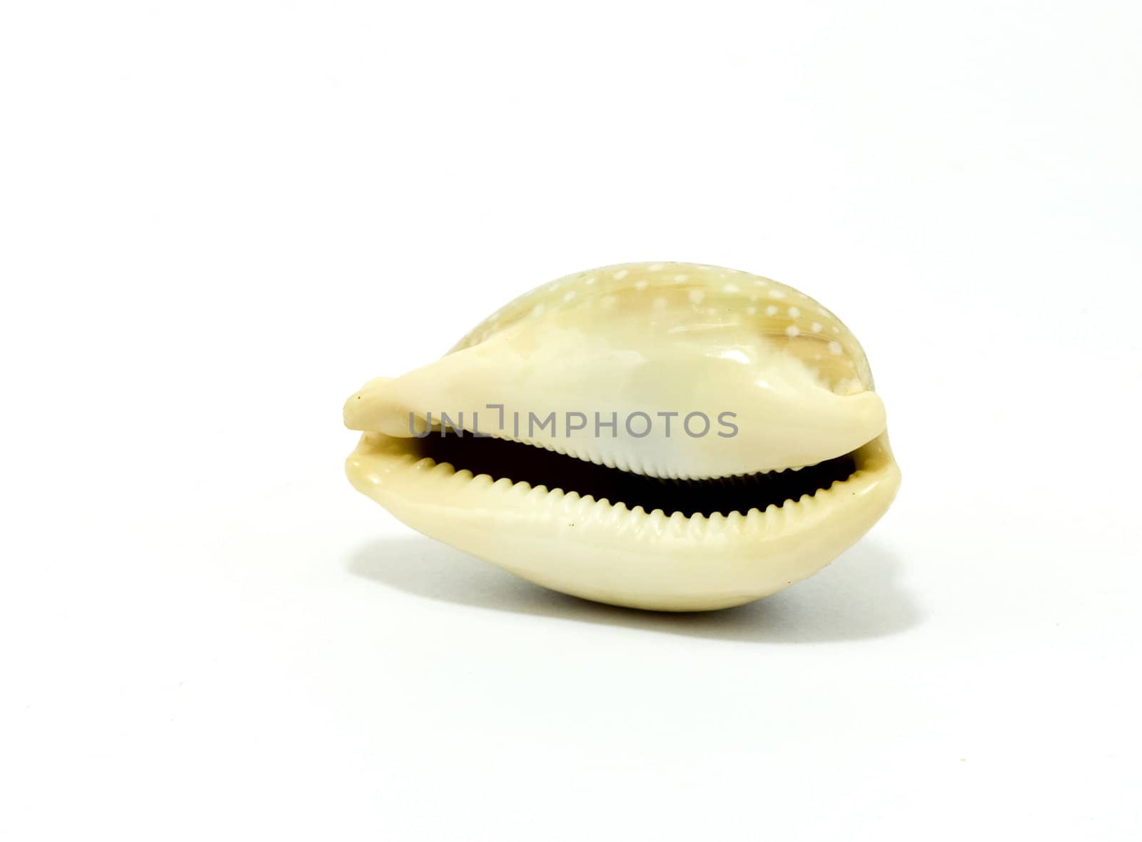 Sea shell by ursolv