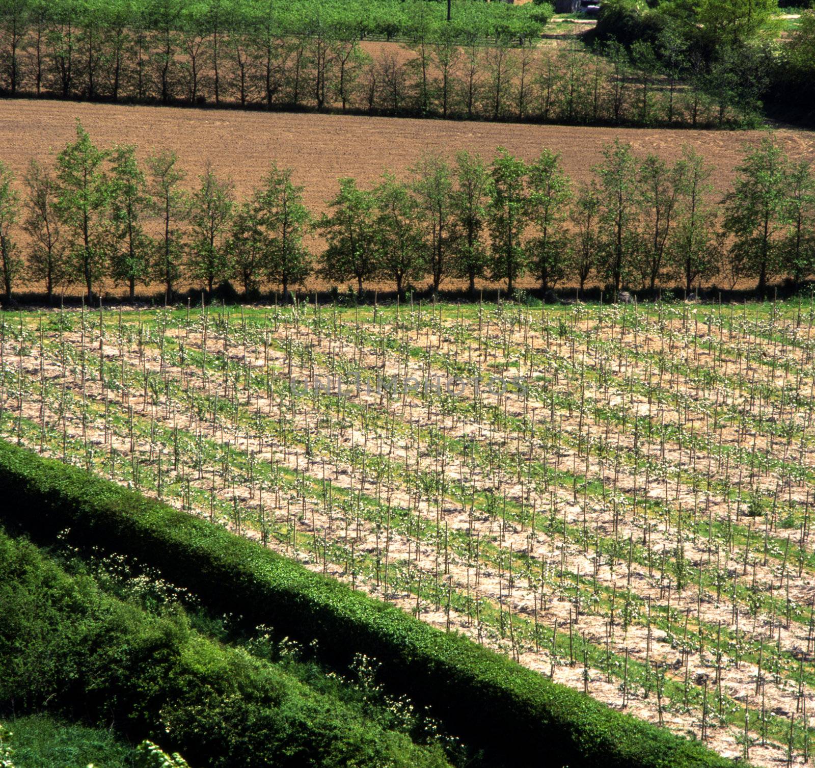 Young trees growing in a field of a tree farm