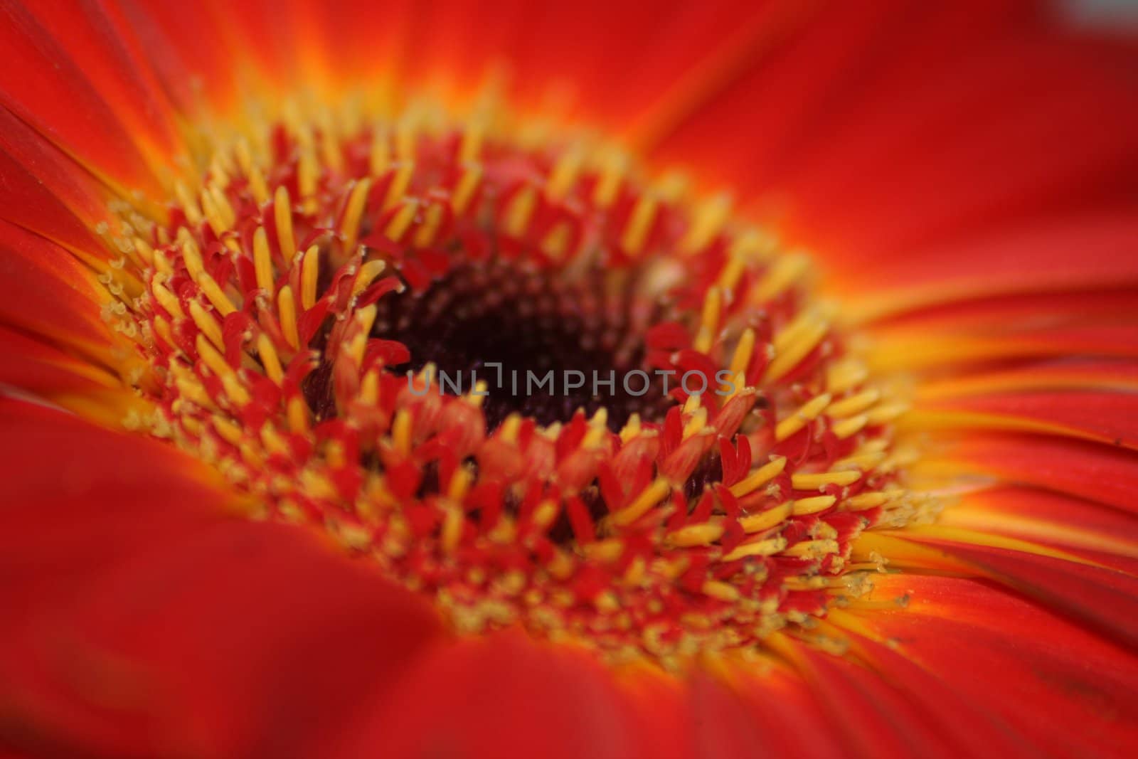 Orange and red flower. Close-up view