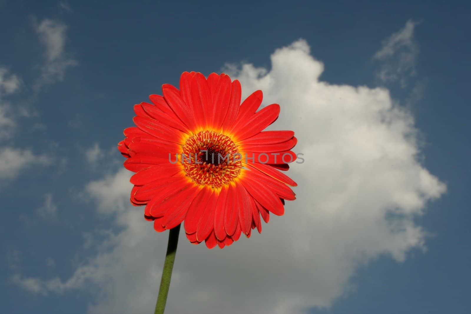 Orange and red flower. Close-up view