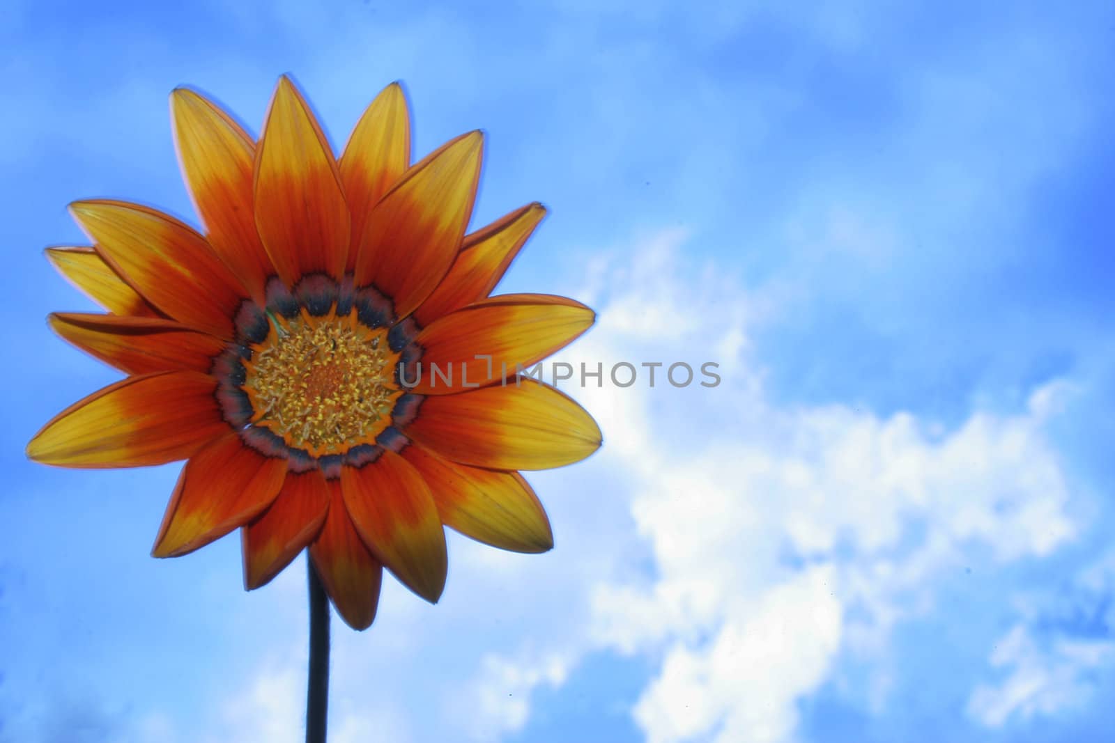 Orange and red flower. Close-up view