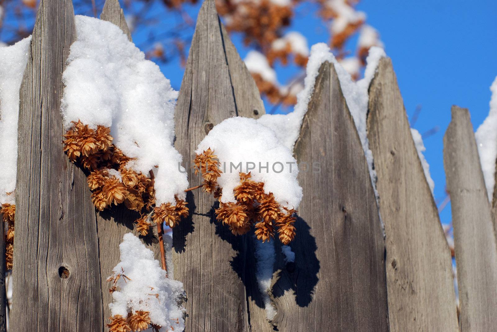 hop cone under the white fluffy snow on the old fence