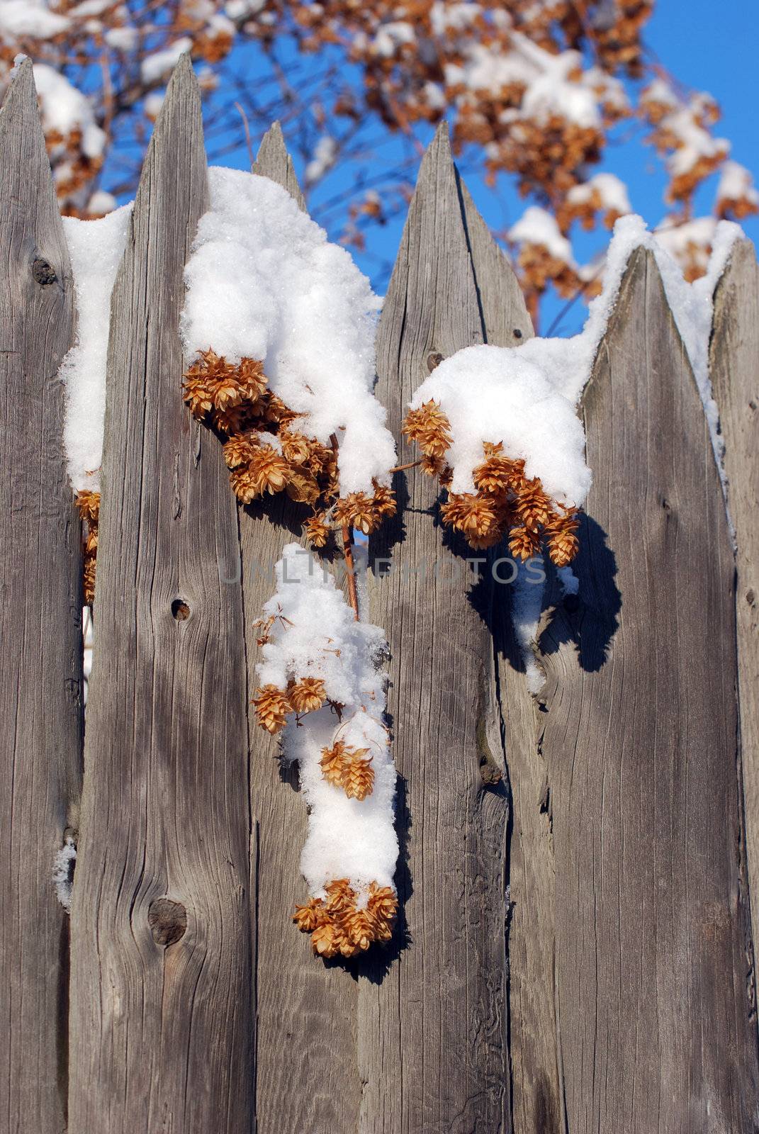 hop cone under the white fluffy snow on the old fence