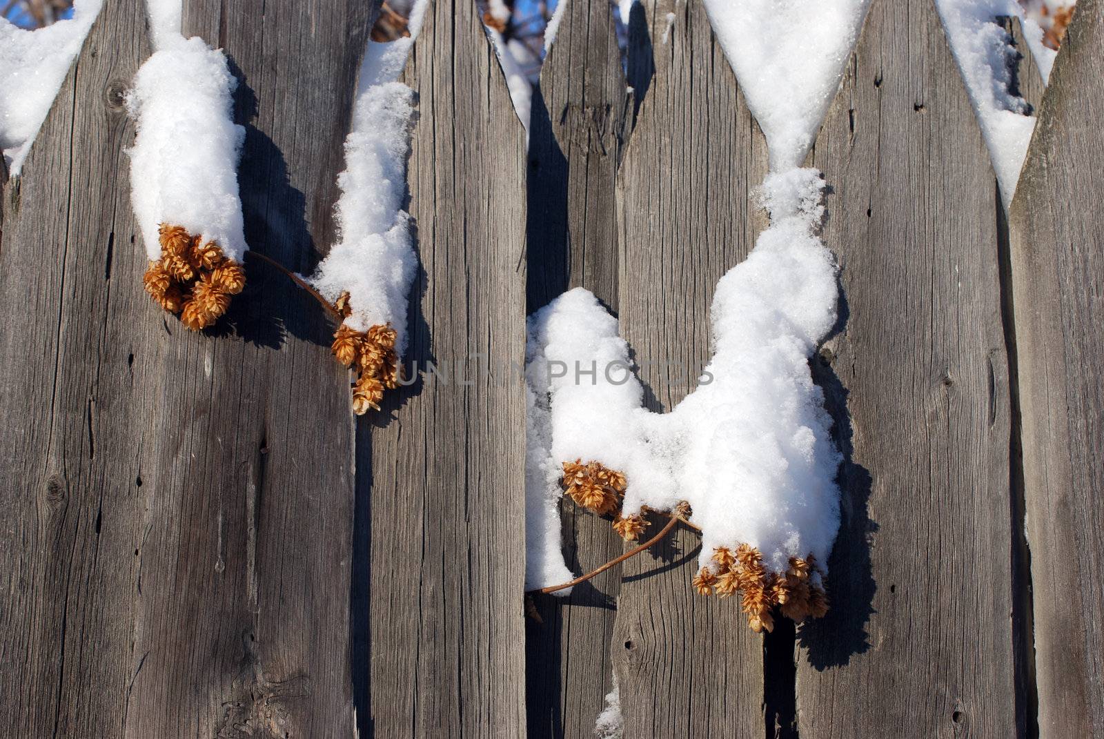 hop cone under the white fluffy snow on the old fence
