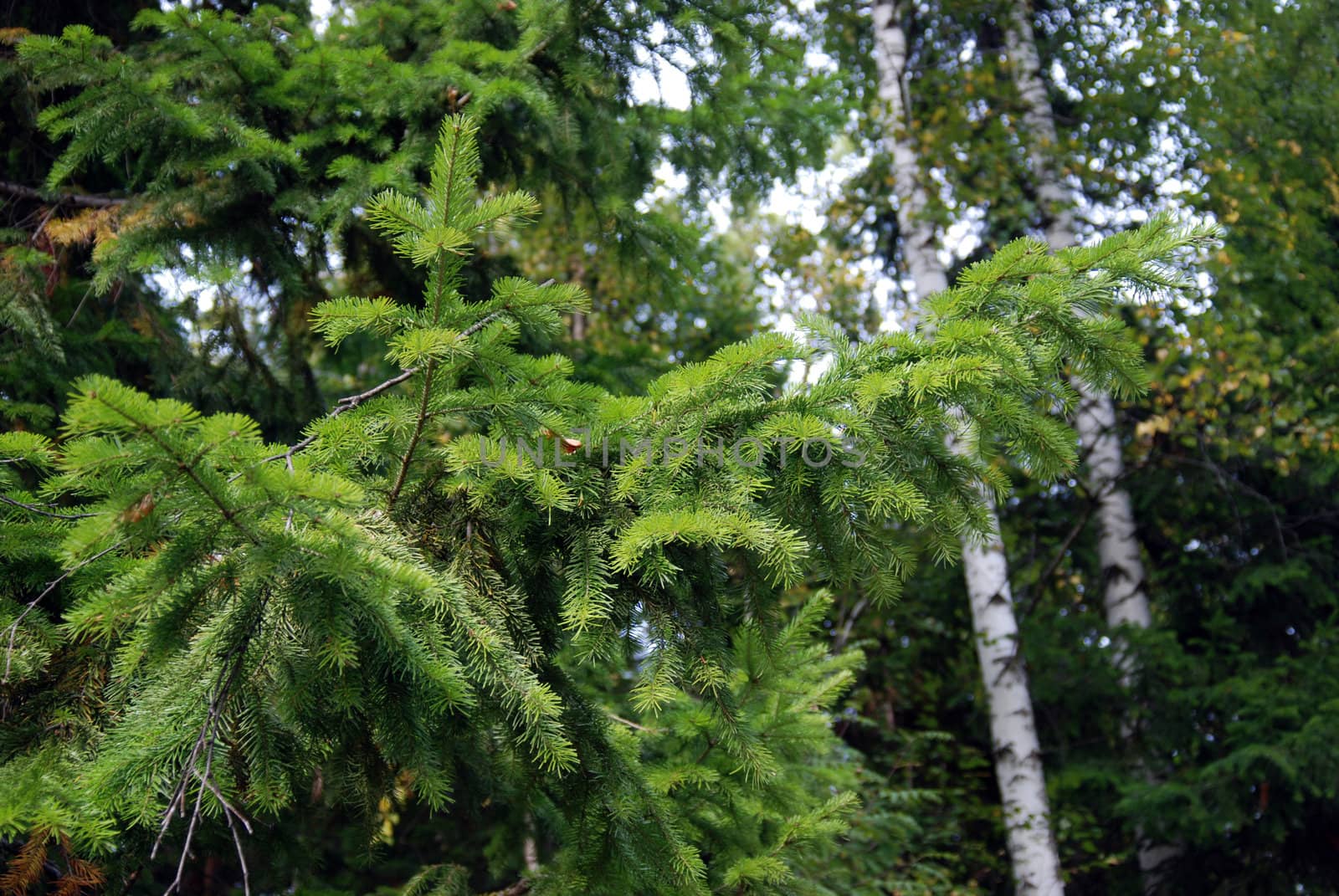 branches of fir tree by prizzz