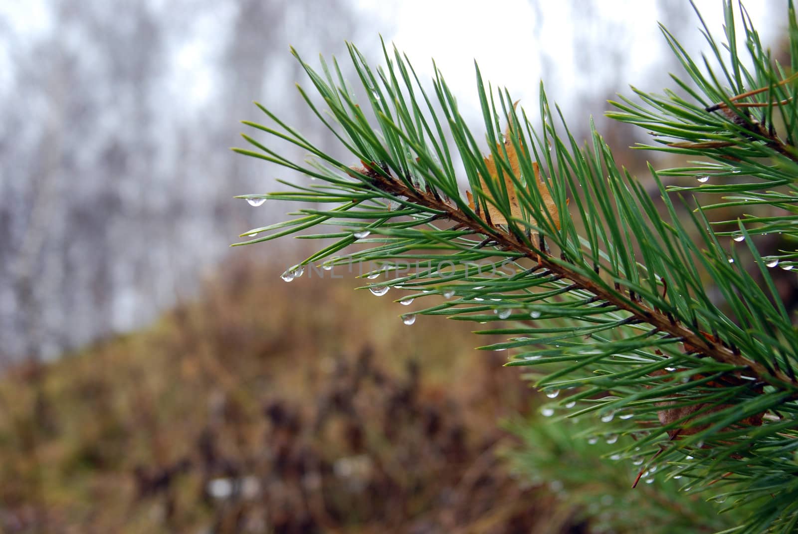 branch of fir tree against the background of autumn forest