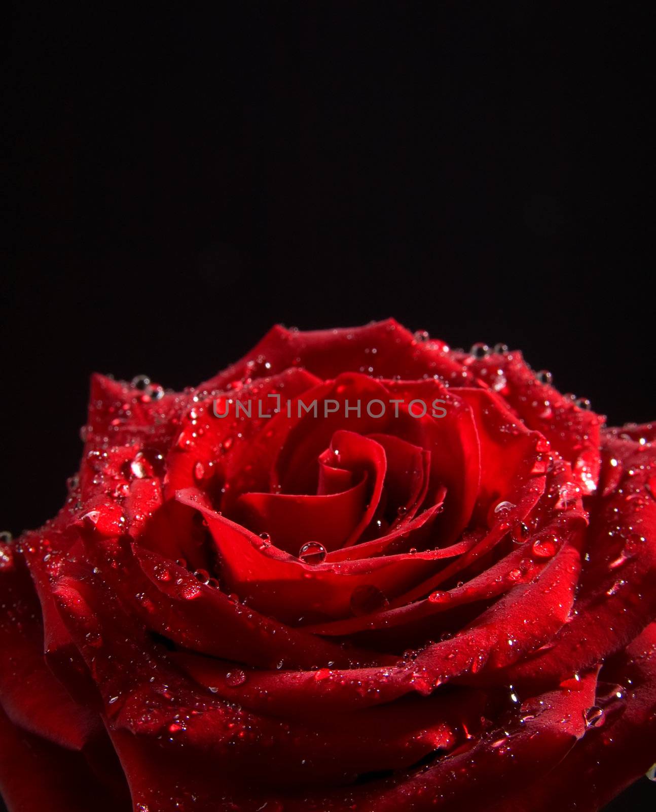 rose on a black background by motorolka