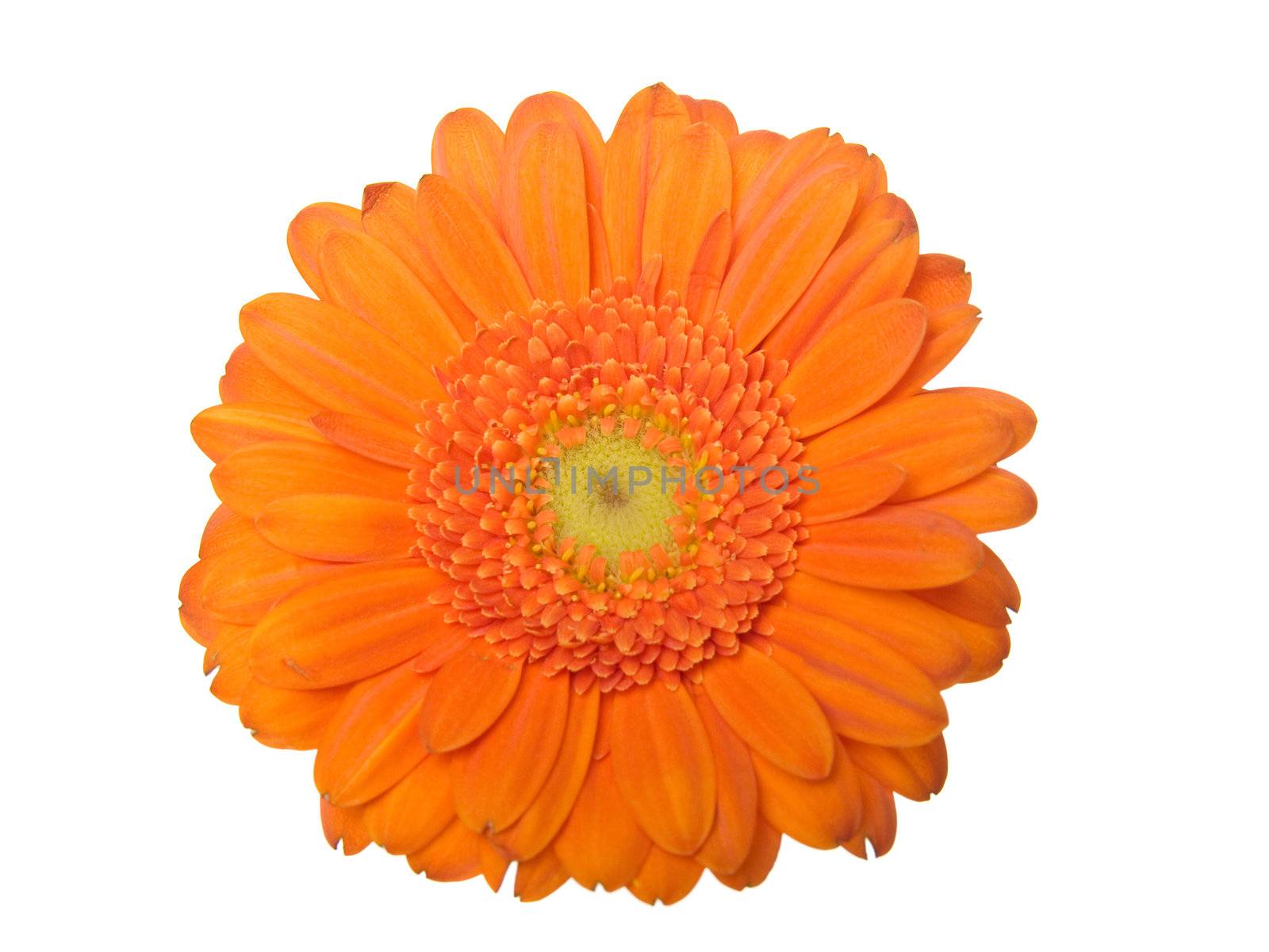  gerber daisy isolated on white background by motorolka