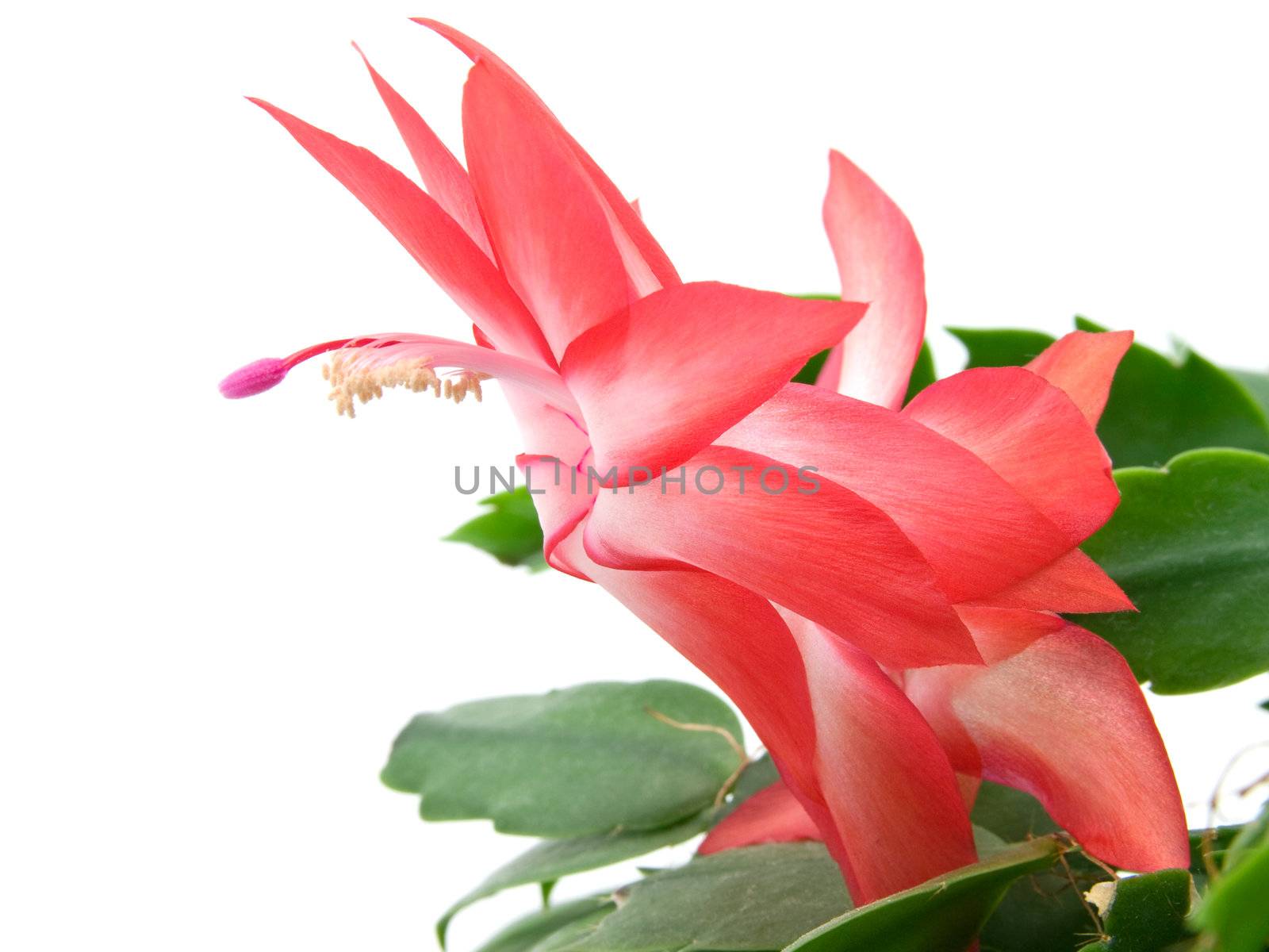  Christmas cactus on a white background by motorolka