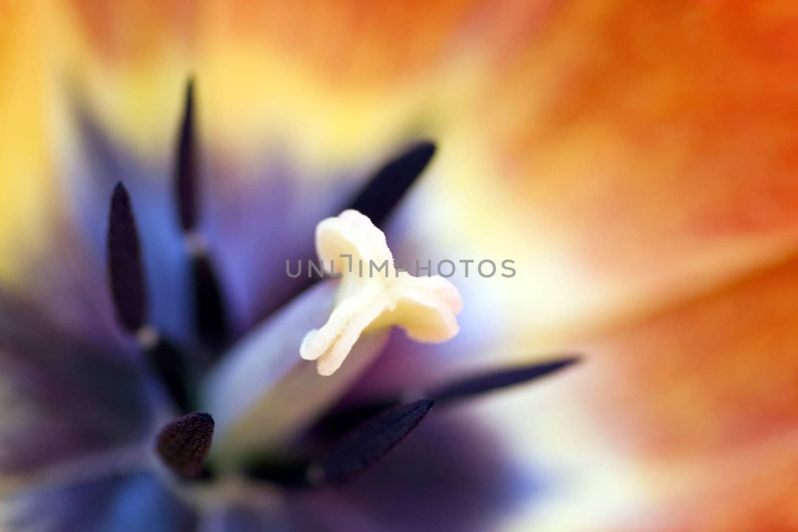 close-up shot of the stamen of a red tulip