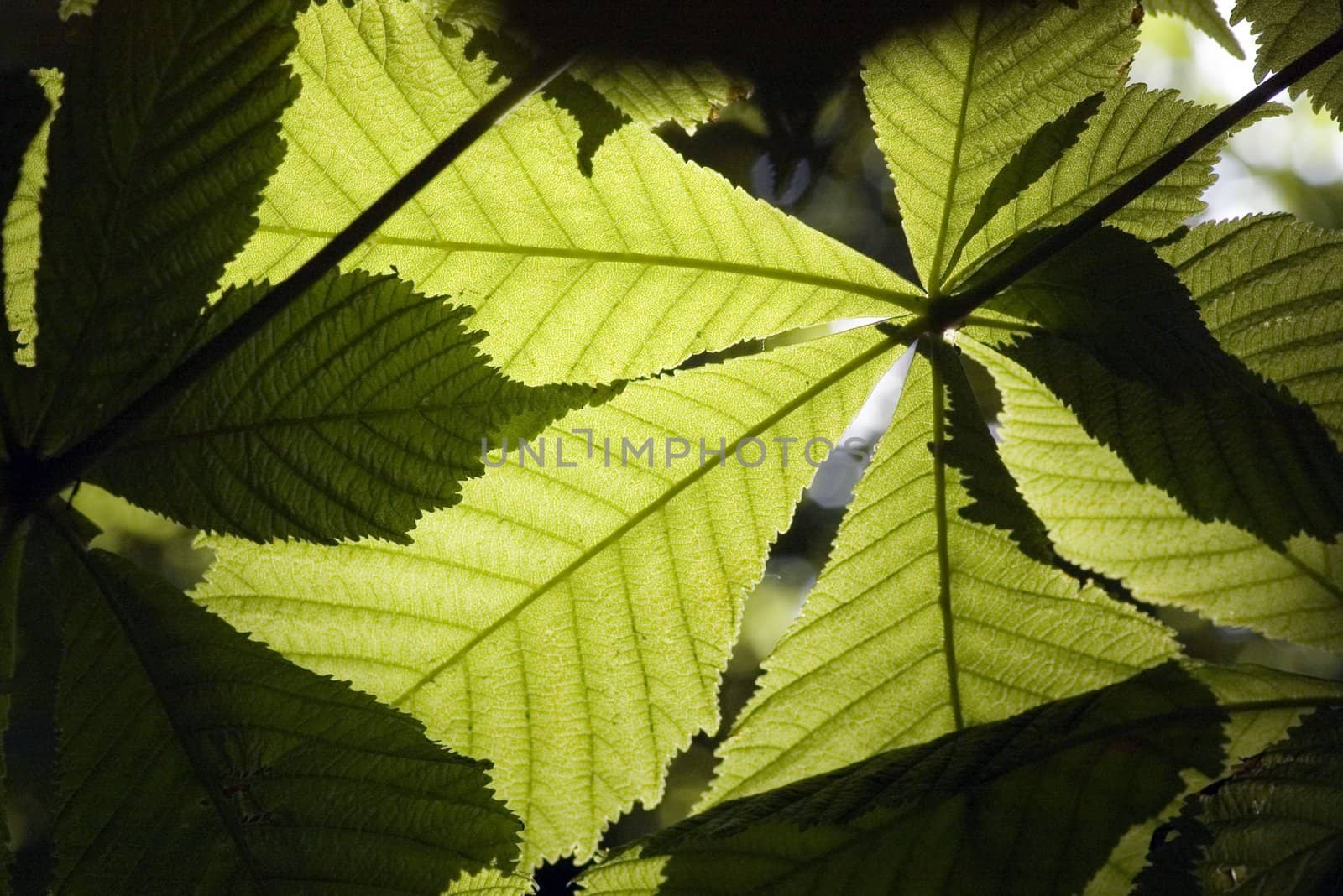 green leaves of chestnut on the sunshine