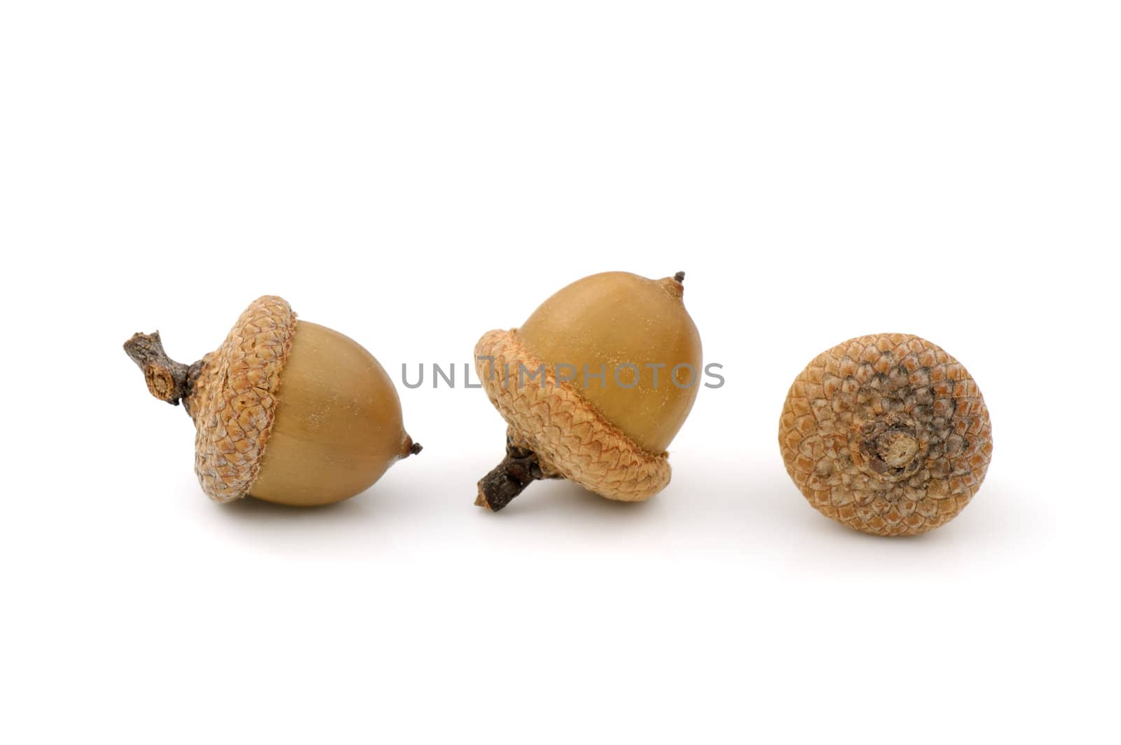 Close-up of three dried acorns on white background