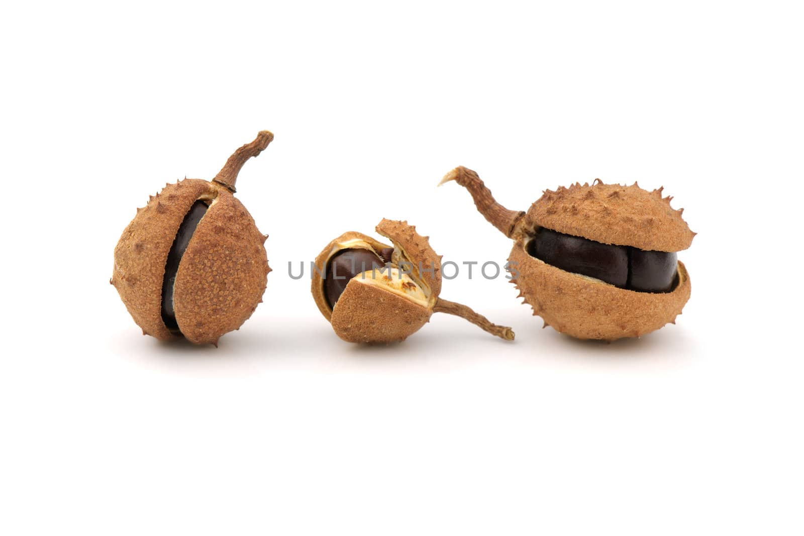 Close-up of chestnuts with husk on white background