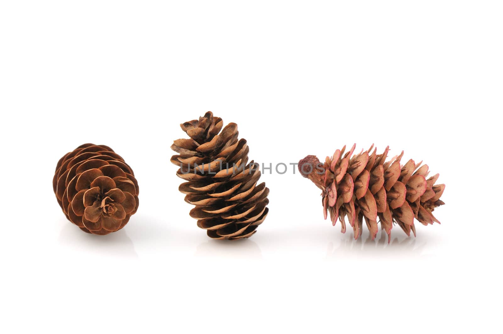Close-up of three pine cones on white background