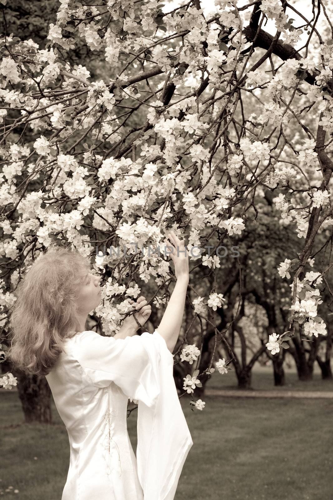 The blonde girl in white dress and apple-tree with white flowers
