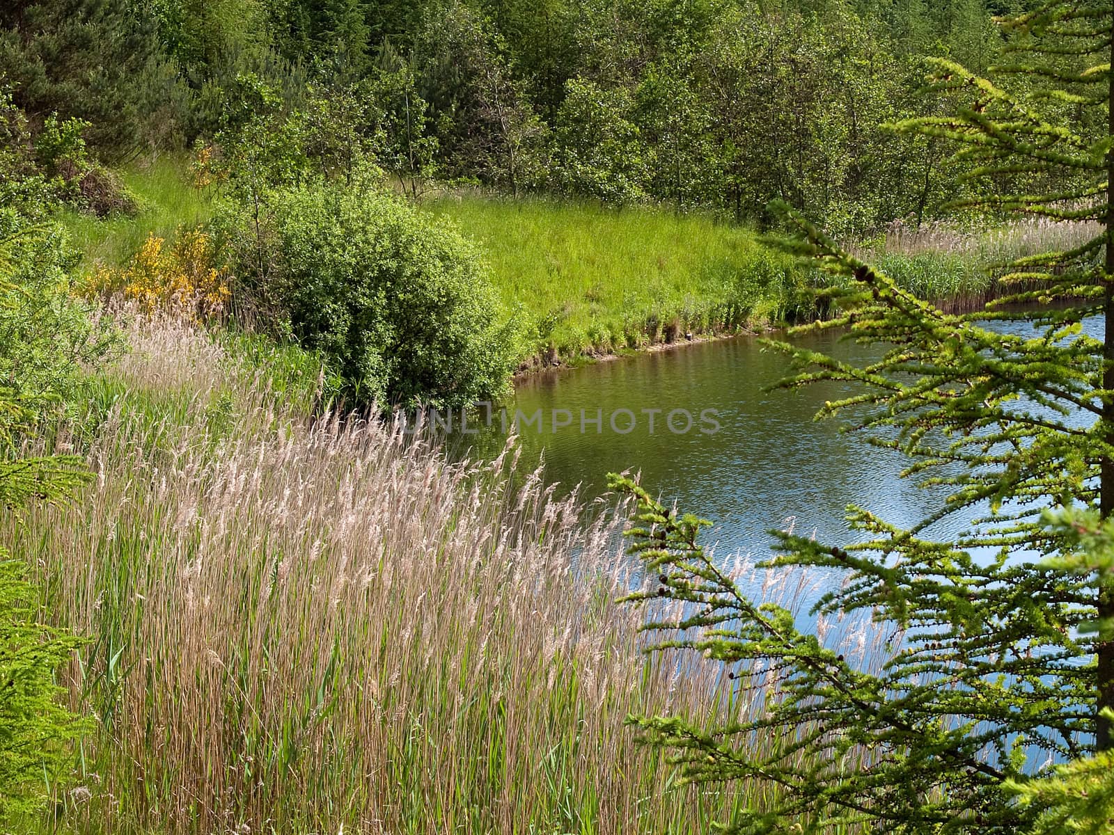 Beautiful nature background landscape of a forest lake