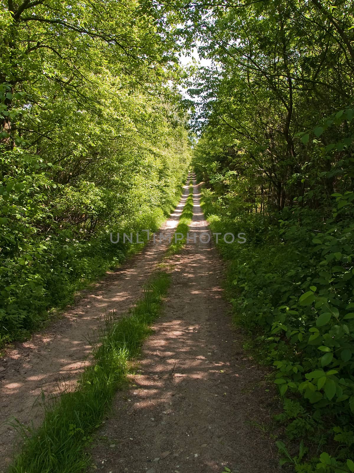 Footpath in a forest by Ronyzmbow