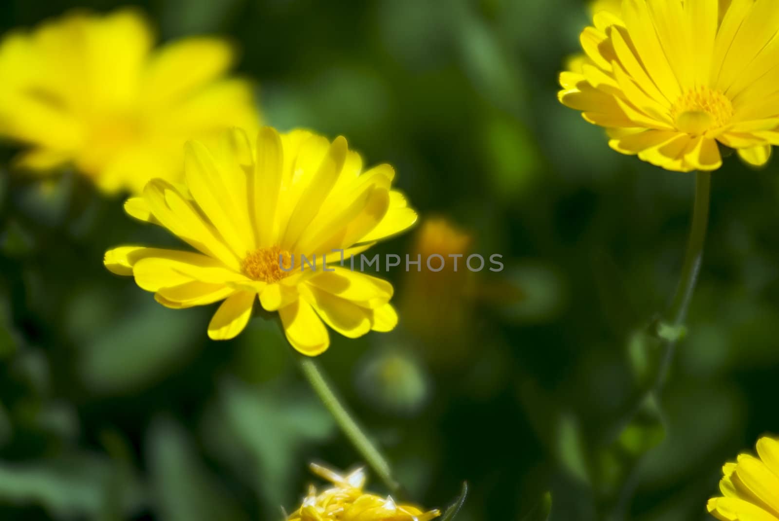 A close up of yellow daises softly focused