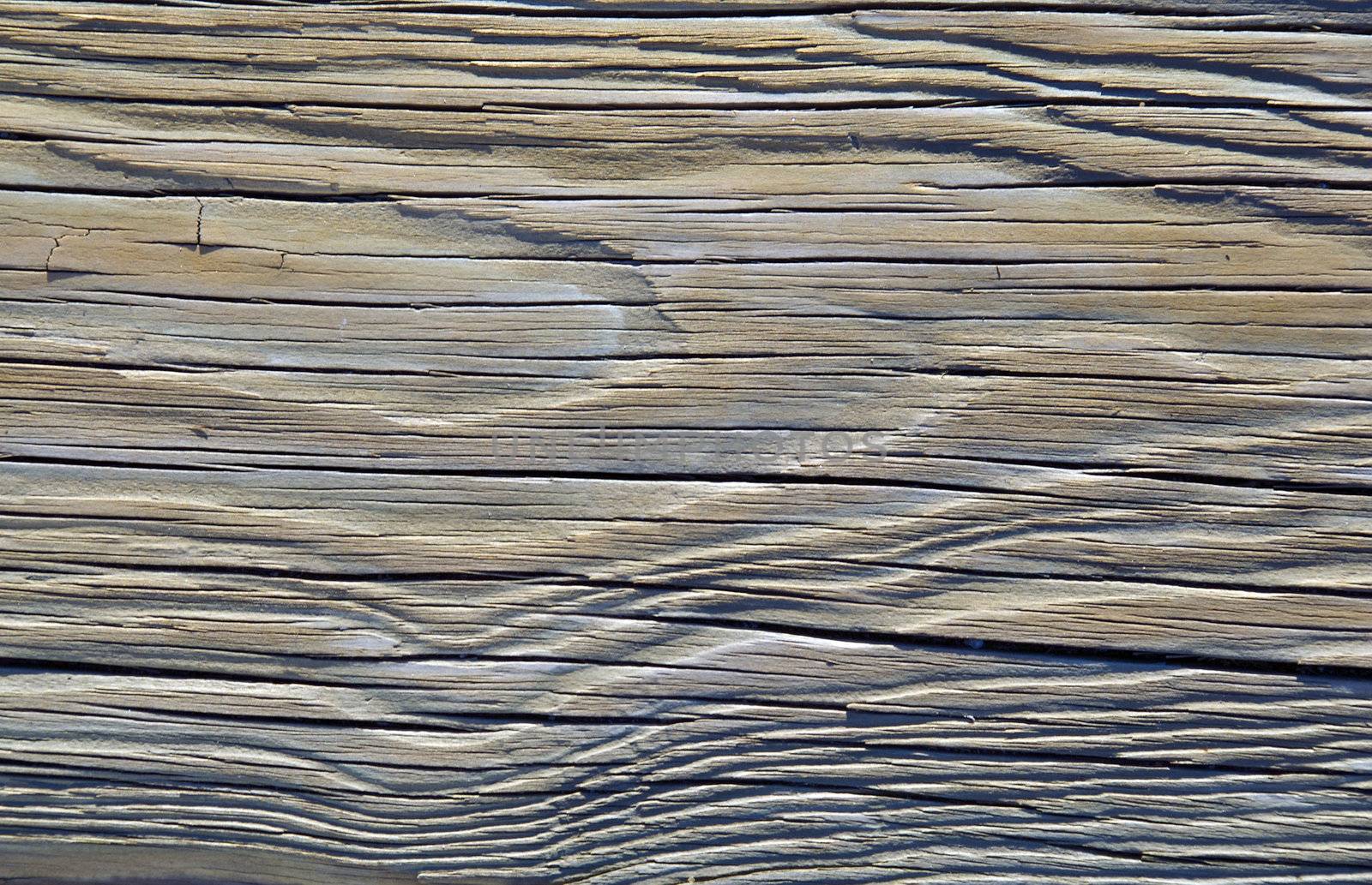 A closeup of the texture of an dried piece of driftwood