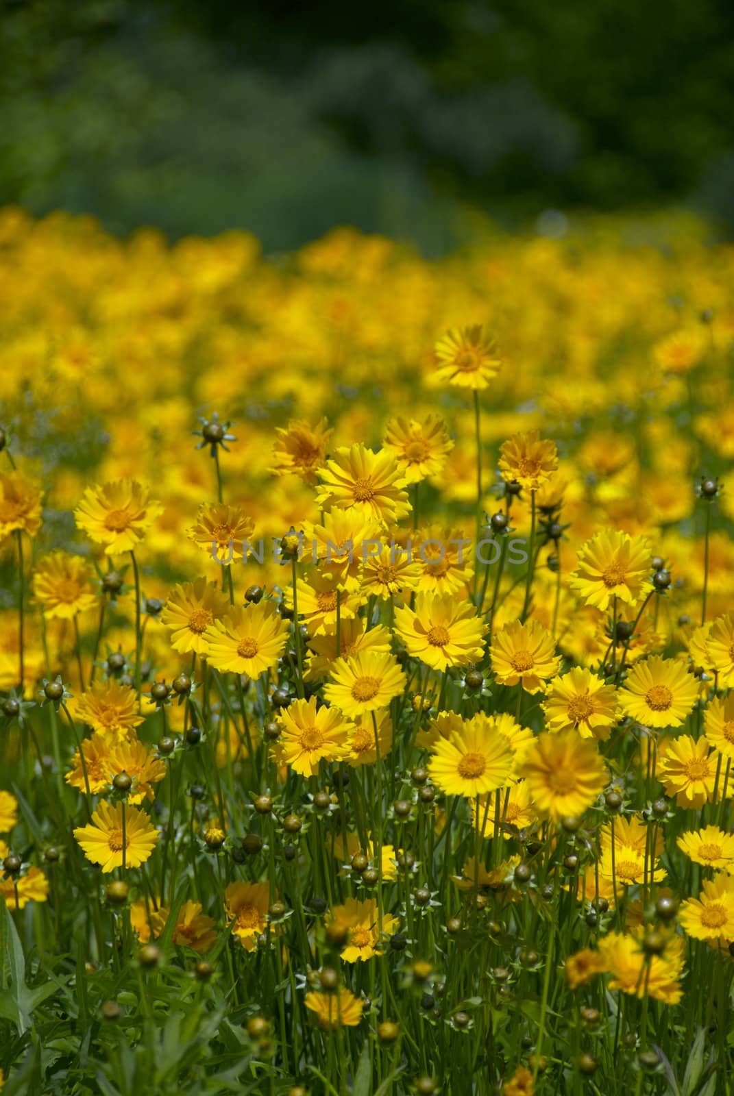 Yellow wild flowers in an open field