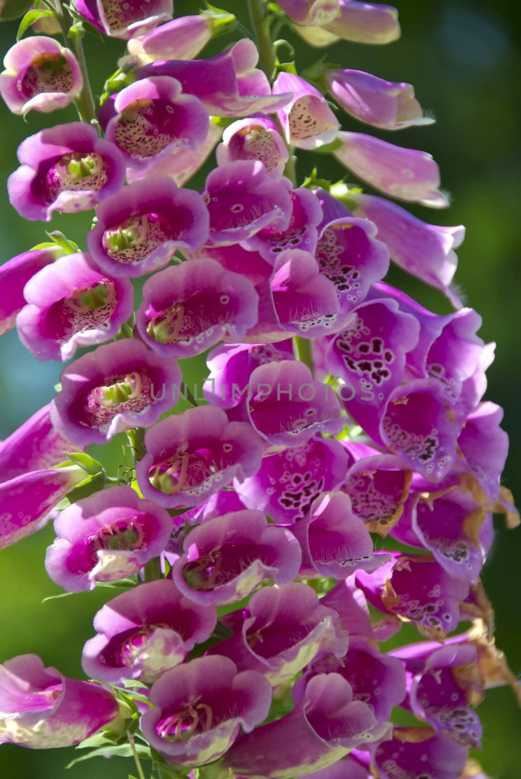 Purple bell flowers