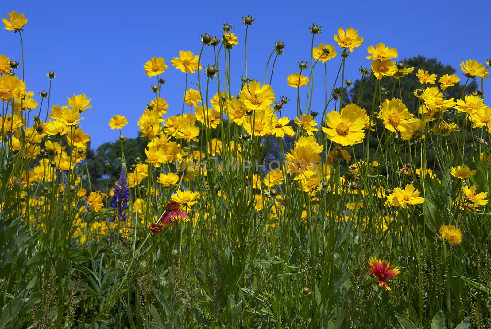 purple red and yellow flowers in an open field