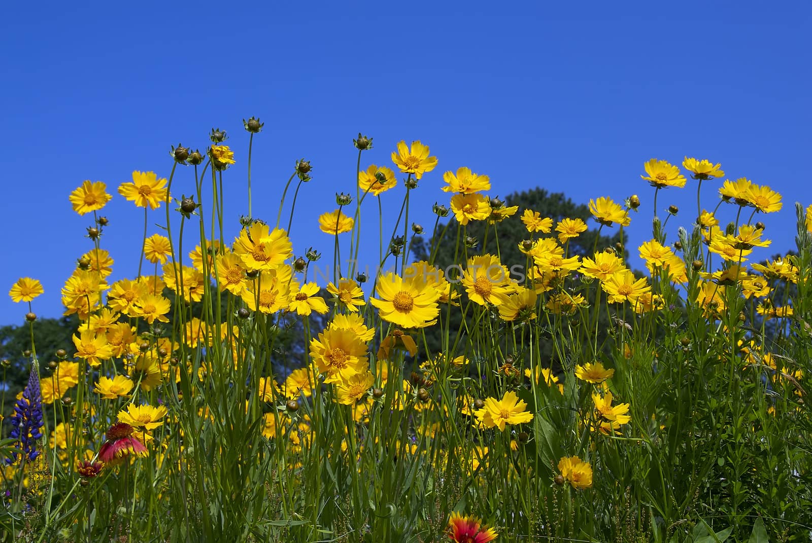 Yellow, purple and red yellow flowers in an open field