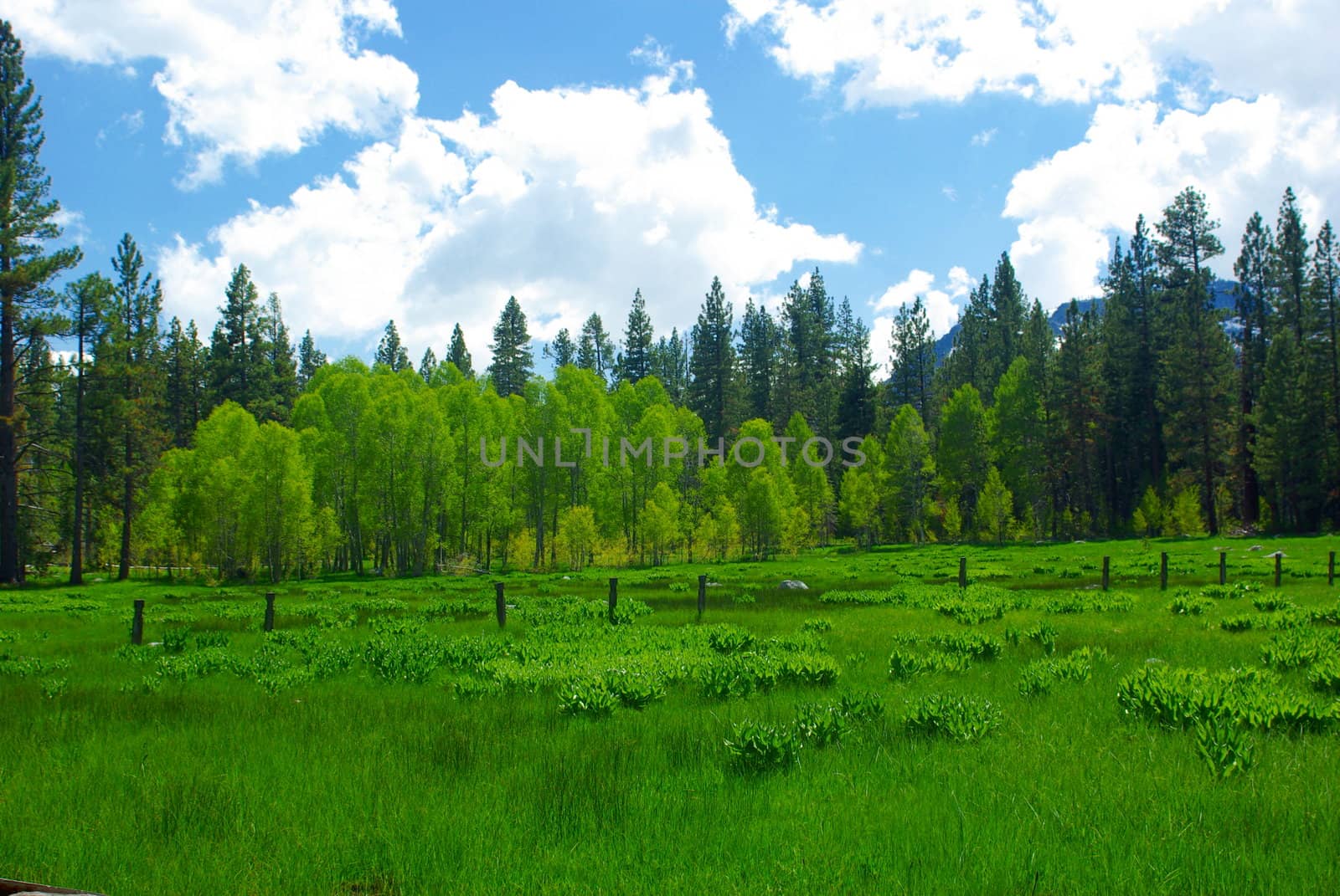 A sierra meadow boardered by Aspens and Pines.