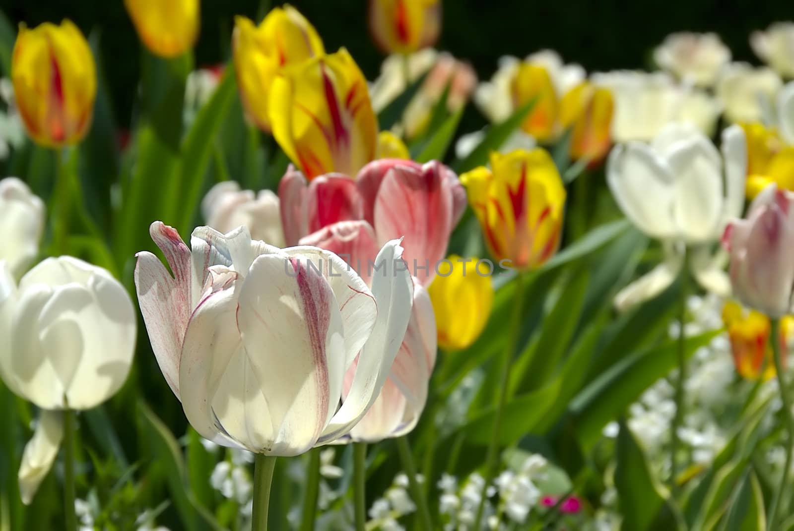 Beautiful tulips bloom in a well tended spring garden