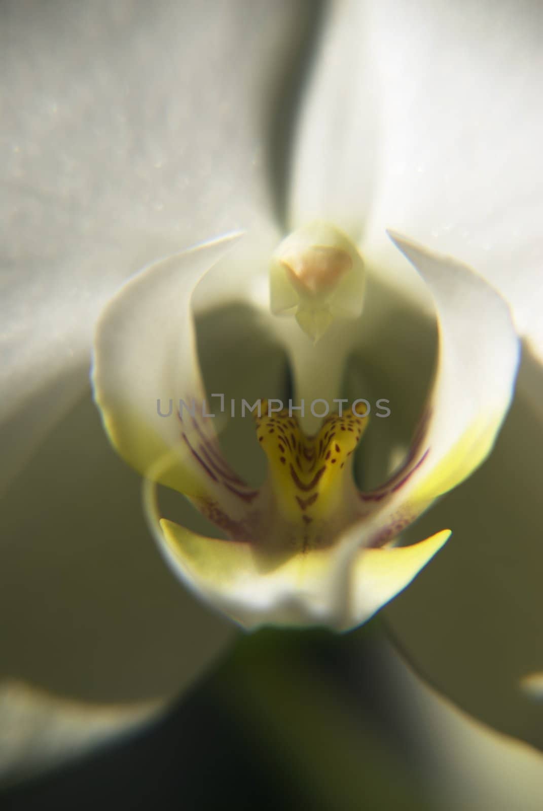 White Orchid Close Up by npologuy