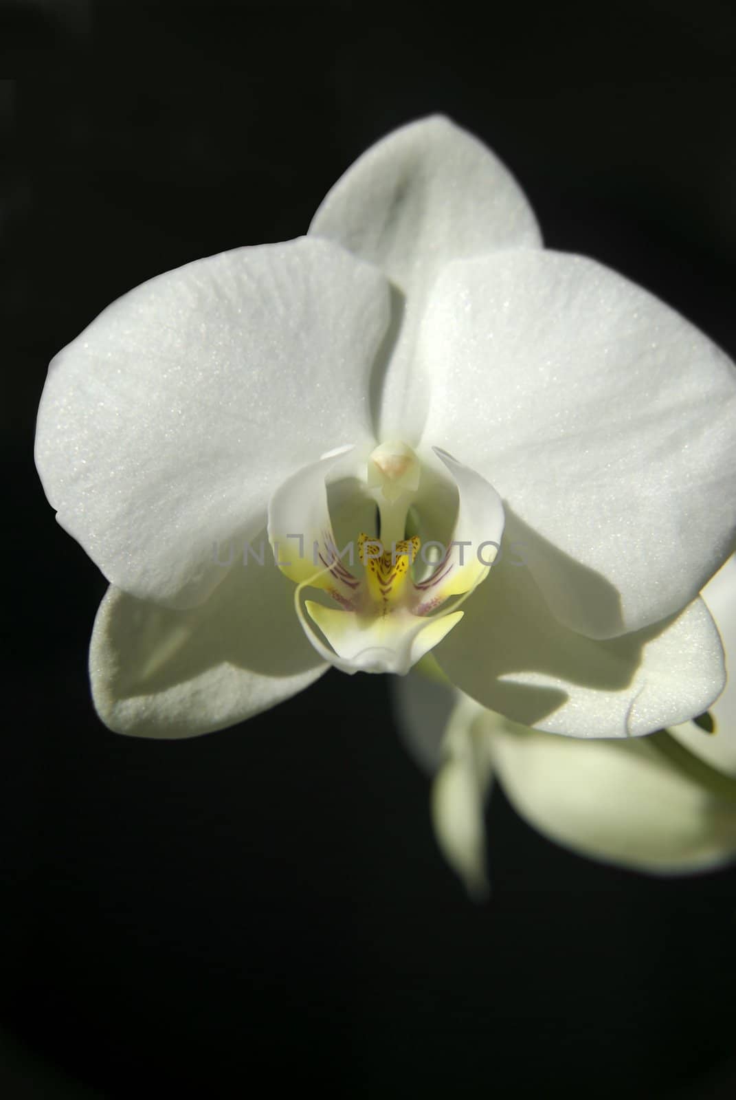 A close up of a lovely white Orchid in full bloom
