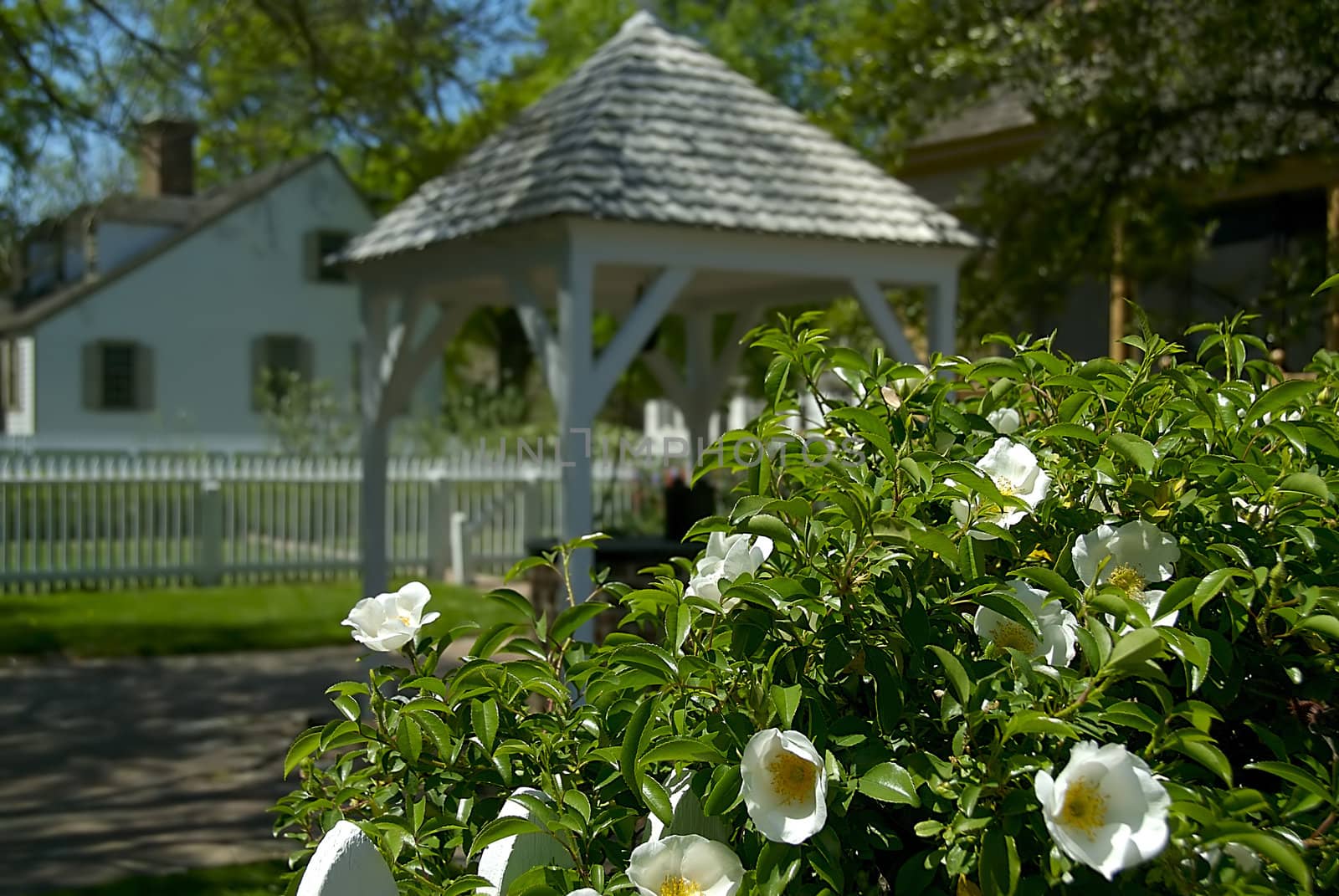 A bush of blooming Azaleas in front of a row of picturesque homes